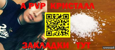 стафф Кингисепп