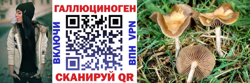 Галлюциногенные грибы Psilocybine cubensis  Коммунар 